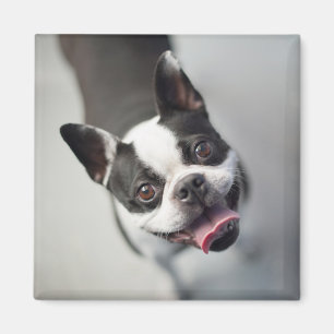 Getty Images French Bulldog Magnet