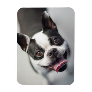 Getty Images   French Bulldog Magnet