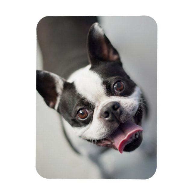 Getty Images | French Bulldog Magnet (Vertical)