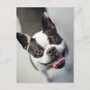 Getty Images   French Bulldog Postcard