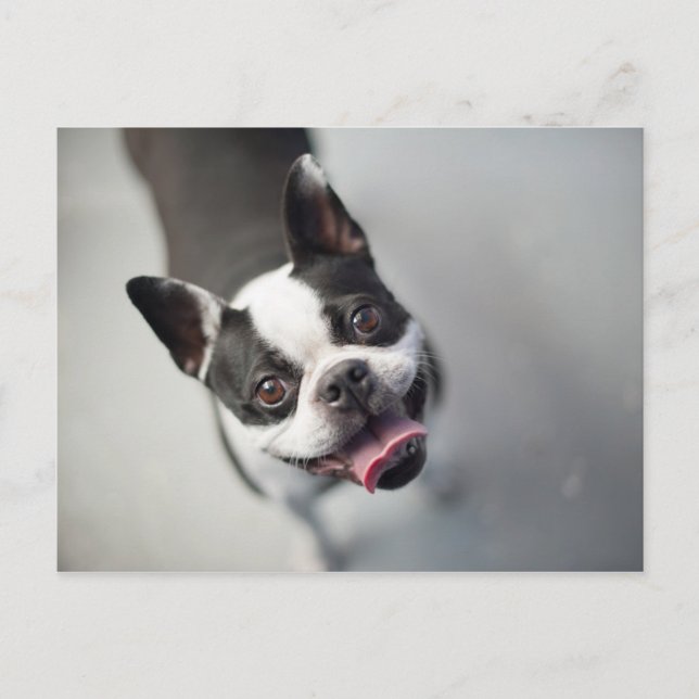 Getty Images | French Bulldog Postcard (Front)