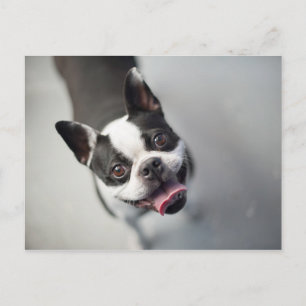 Getty Images   French Bulldog Postcard