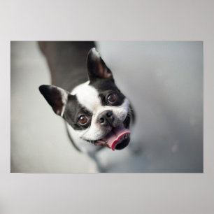 Getty Images   French Bulldog Poster