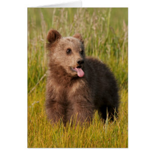 Getty Images Funny Baby Bear
