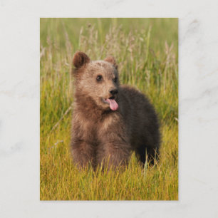 Getty Images   Funny Baby Bear Postcard