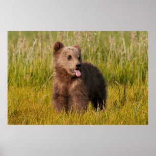 Getty Images   Funny Baby Bear Poster