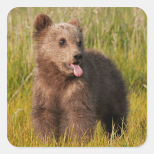 Getty Images Funny Baby Bear Square Sticker