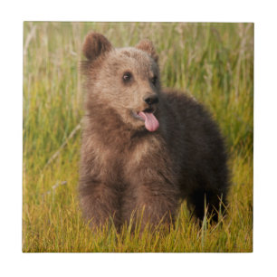 Getty Images   Funny Baby Bear Tile