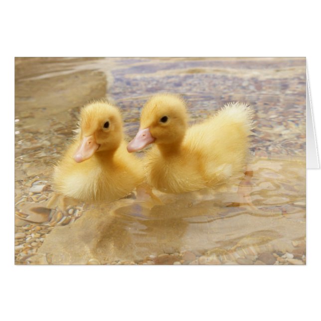 Getty Images | Fuzzy Yellow Ducklings (Front Horizontal)