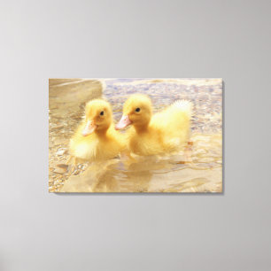 Getty Images   Fuzzy Yellow Ducklings Canvas Print