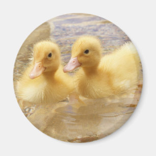Getty Images   Fuzzy Yellow Ducklings Magnet