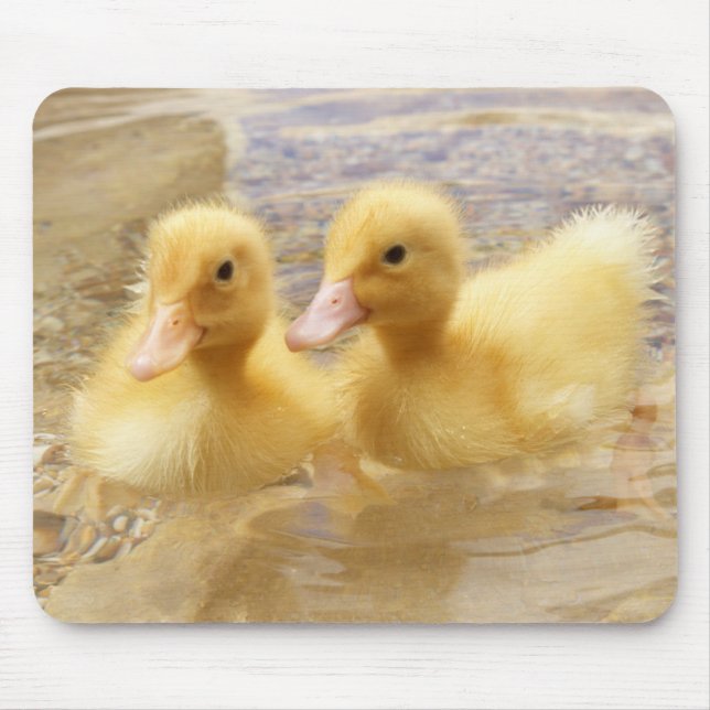 Getty Images | Fuzzy Yellow Ducklings Mouse Mat (Front)