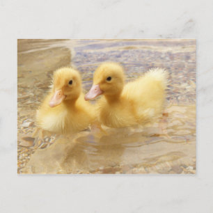 Getty Images Fuzzy Yellow Ducklings Postcard