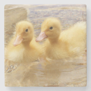 Getty Images Fuzzy Yellow Ducklings Stone Coaster