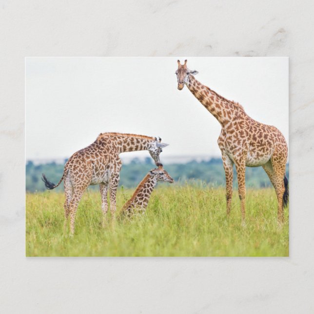 Getty Images | Giraffe Family Postcard (Front)