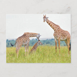 Getty Images   Giraffe Family Postcard