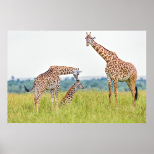 Getty Images   Giraffe Family Poster