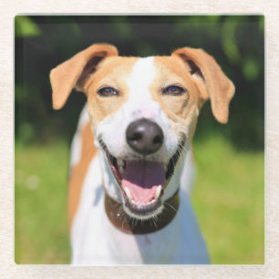 Getty Images Laughing Dog Glass Coaster