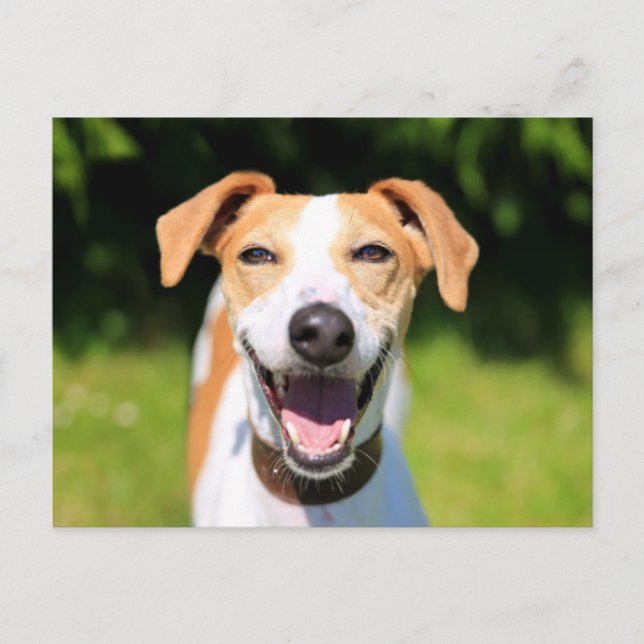Getty Images | Laughing Dog Postcard (Front)