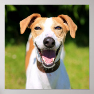 Getty Images   Laughing Dog Poster