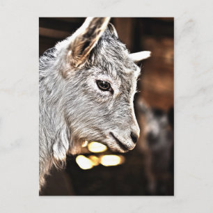 Getty Images   Little Goat Postcard