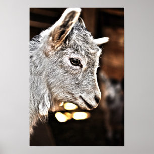 Getty Images   Little Goat Poster