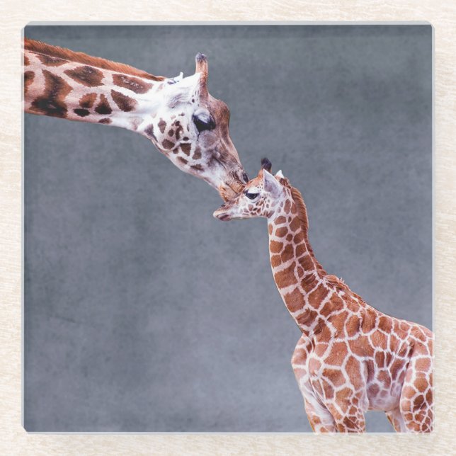 Getty Images | Mother & Baby Giraffe Glass Coaster (Front)