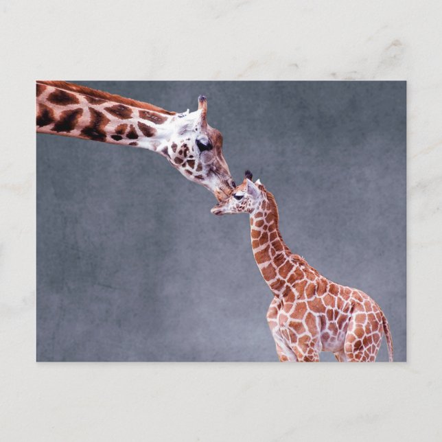 Getty Images | Mother & Baby Giraffe Postcard (Front)