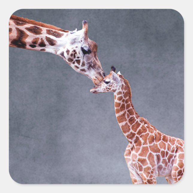 Getty Images | Mother & Baby Giraffe Square Sticker (Front)