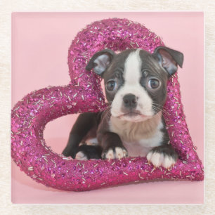 Getty Images Puppy Love Glass Coaster