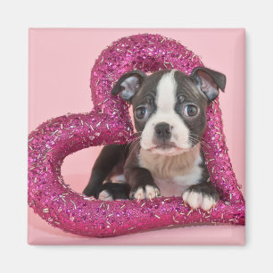 Getty Images Puppy Love Magnet