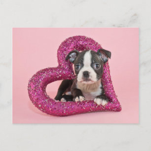 Getty Images   Puppy Love Postcard
