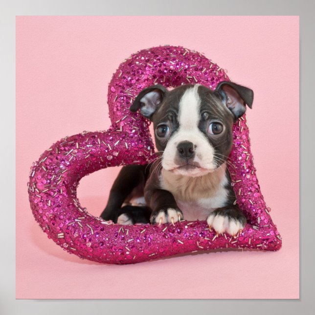 Getty Images | Puppy Love Poster (Front)