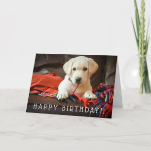 Getty Images Puppy On A Sofa Card