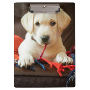 Getty Images   Puppy On A Sofa Clipboard