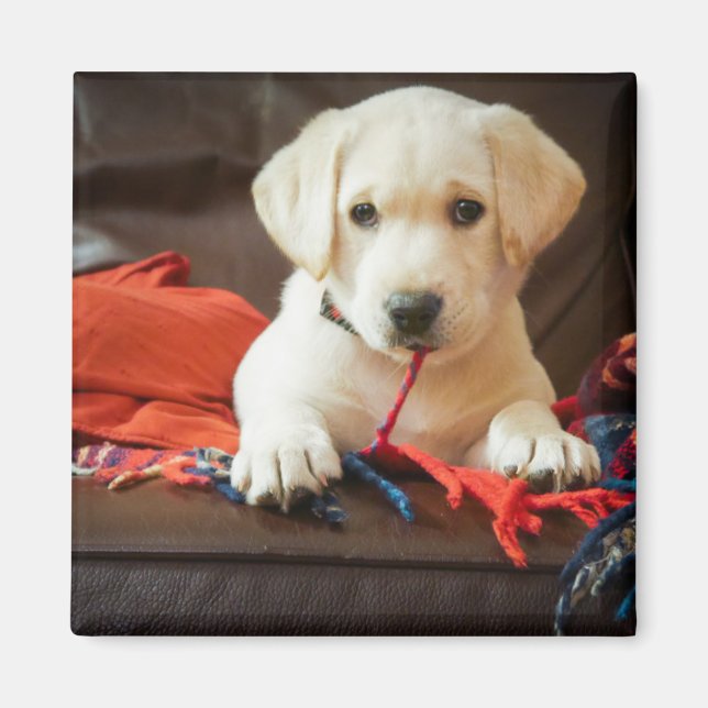 Getty Images | Puppy On A Sofa Magnet (Front)