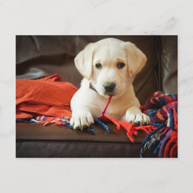 Getty Images | Puppy On A Sofa Postcard (Front)