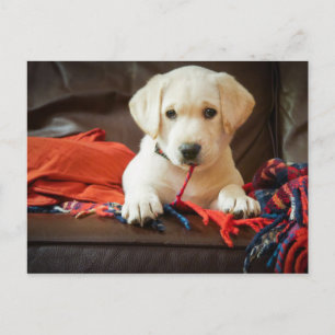 Getty Images   Puppy On A Sofa Postcard