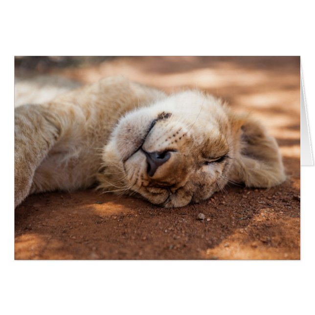 Getty Images | Sleeping Lion Cub (Front Horizontal)