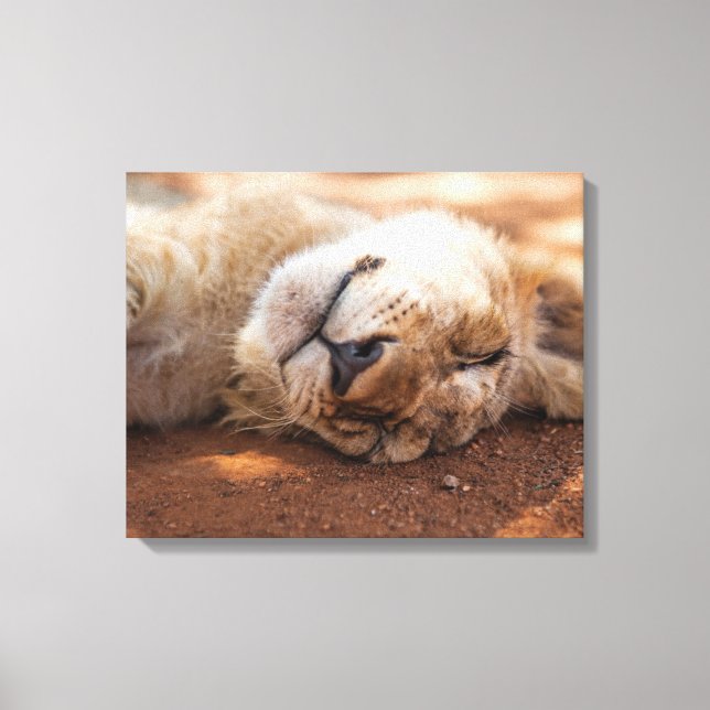 Getty Images | Sleeping Lion Cub Canvas Print (Front)