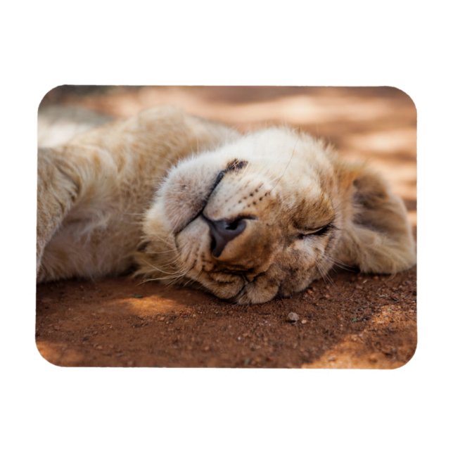 Getty Images | Sleeping Lion Cub Magnet (Horizontal)