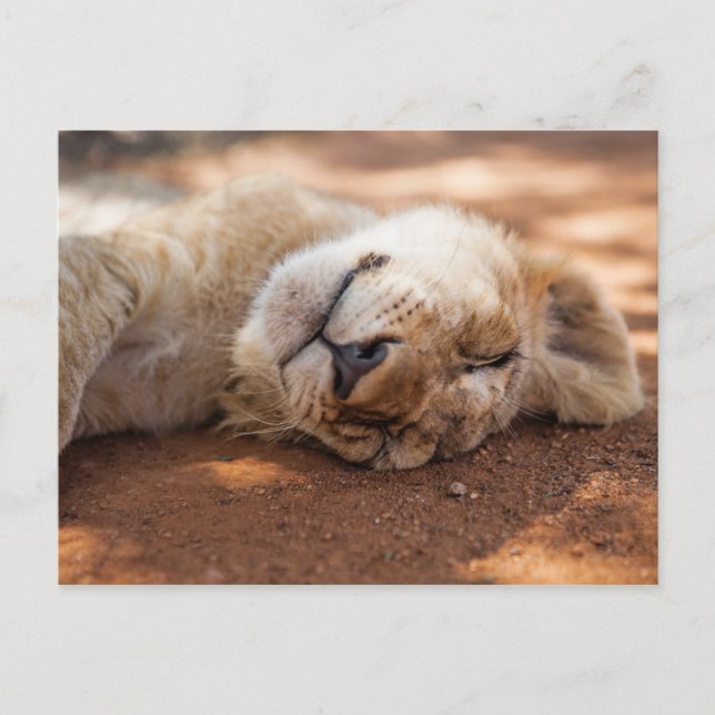 Getty Images | Sleeping Lion Cub Postcard (Front)