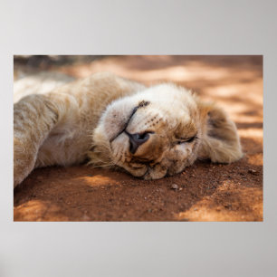 Getty Images   Sleeping Lion Cub Poster