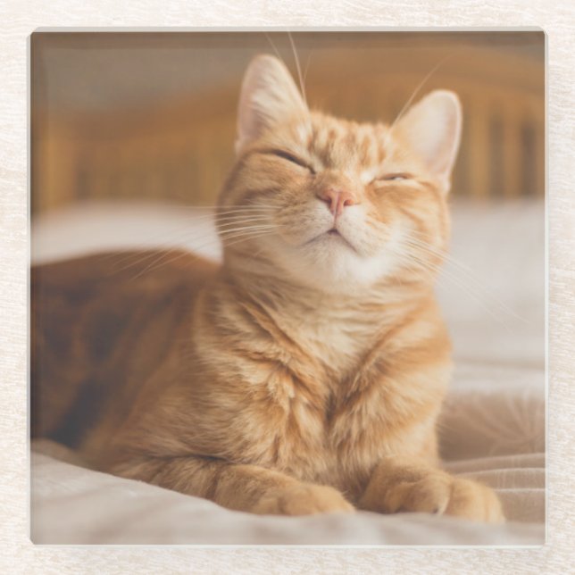 Getty Images | Sleepy Cat Glass Coaster (Front)