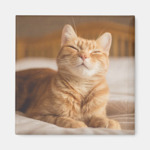 Getty Images Sleepy Cat Magnet