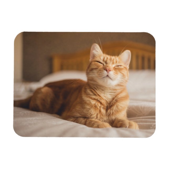 Getty Images | Sleepy Cat Magnet (Horizontal)