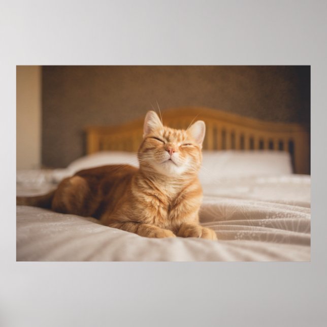 Getty Images | Sleepy Cat Poster (Front)