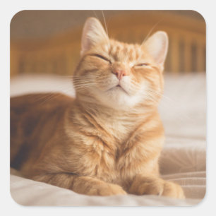 Getty Images   Sleepy Cat Square Sticker