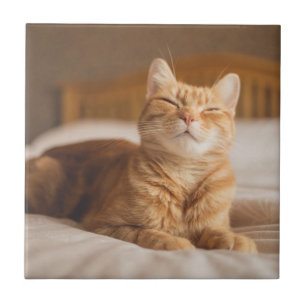 Getty Images   Sleepy Cat Tile