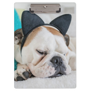 Getty Images   Sleepy Dog with Cat Headband Clipboard
